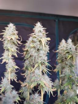 Bubba Slush - картинка 3