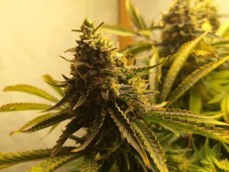 Tutankhamon - картинка 4