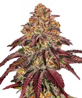 Mimosa x Orange Punch Auto - картинка 1