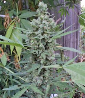 Niagara Auto - картинка 4