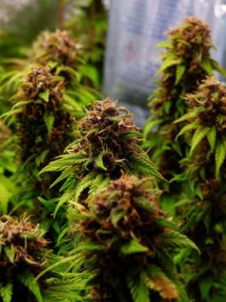 Pineapple Poison - картинка 2