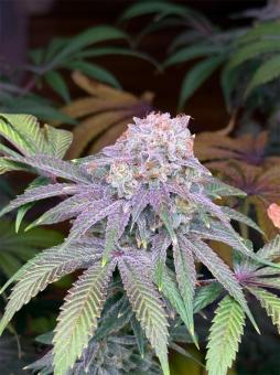 Lemon Mandarin - картинка 2