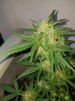 Auto Mandarin Cream XXL genetics - картинка 5