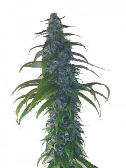 Rainbow Road - картинка 1