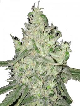 Holy Punch - картинка 1