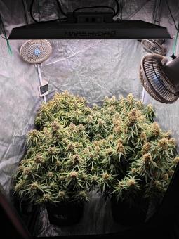 Frostbanger Auto - картинка 1