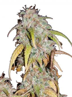 Muse - картинка 2