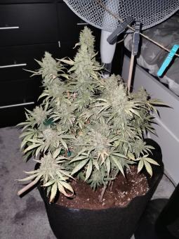 Cream Caramel F1 Fast Version - картинка 5