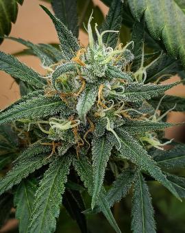 Jealousy Z XL Auto - картинка 5