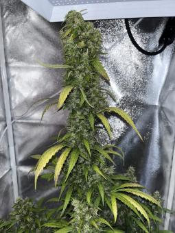 Sweet Amnesia Haze XL Auto - картинка 3
