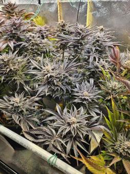 Northern Light Blue - картинка 4