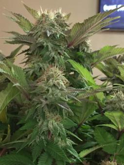 Blue Pyramid - картинка 3