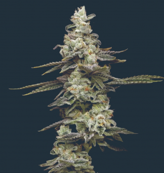 Citronella Sunrize - картинка 1