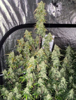 Exodus Cheese Auto - картинка 4