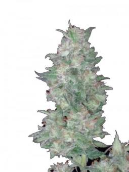 Rucu Cucu OG Auto - картинка 4