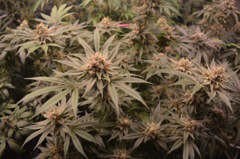 Chocobang - картинка 4