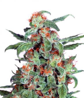 Orange Bud - картинка 4