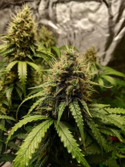 Auto Nefertiti - картинка 4