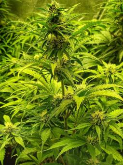 Auto Mandarin Cream XXL genetics - картинка 2