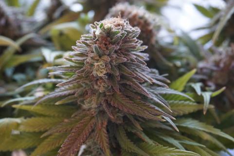 Super Bud - картинка 3