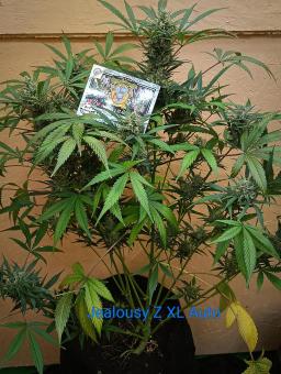 Jealousy Z XL Auto - картинка 4