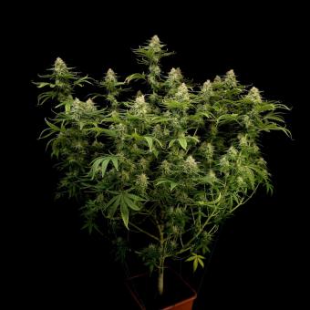 Orange Sherbet FF - картинка 3