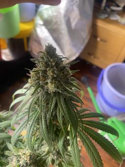 Holy Snow - картинка 5