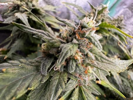 CBD Auto 1:1 (CBD Crack) - картинка 4