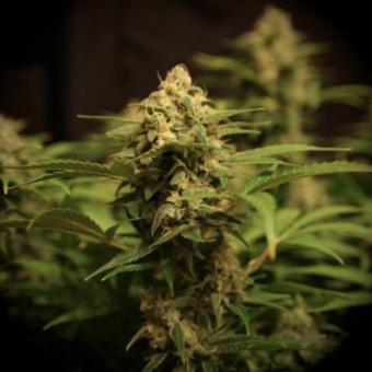 Devotchka Auto - картинка 5