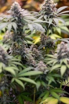 Sweetopia - картинка 4