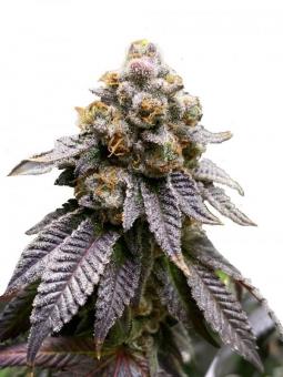 Kees' Old School Haze - картинка 1