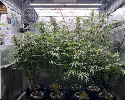 Gorilla - картинка 3