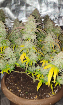 Kalashnikova - картинка 4