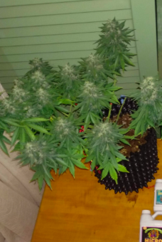 Sweet Mango Auto - картинка 3