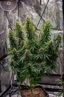 Rock Machine Auto - картинка 4