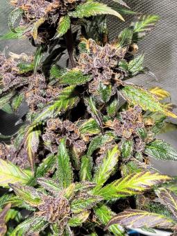 Devil Cream Auto - картинка 4