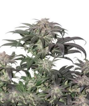 Bubba Island Kush - картинка 9