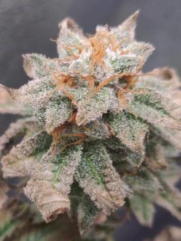 Auto Cherry Breath genetics - картинка 4
