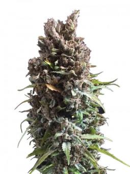 Cinderella Auto - картинка 1