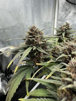 Tropicana Cookies Auto - картинка 7