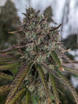 Ztrawberry - картинка 6