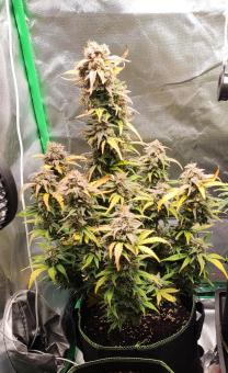 Auto La Diva - картинка 3