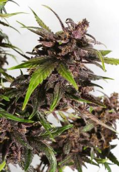 CBD Auto Blackberry Kush - картинка 3