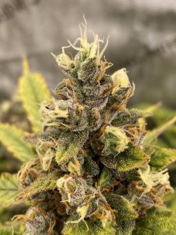 Wedding Cheesecake Auto - картинка 5