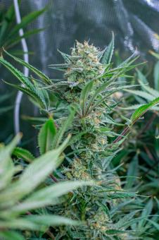 S.A.D. Sweet Afgani Delicious F1 Fast Version - картинка 6