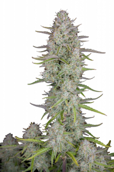 Wedding Cheesecake Auto - картинка 1