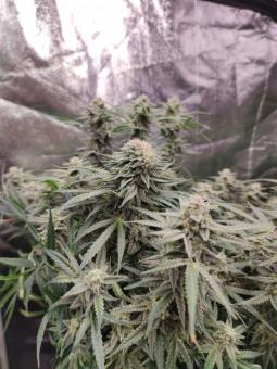 Auto Cinderella Jack - картинка 5