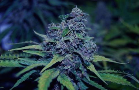 Sweet Purple - картинка 2