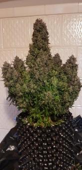 Auto Ultimate - картинка 3