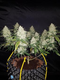 Gelato Auto - картинка 7